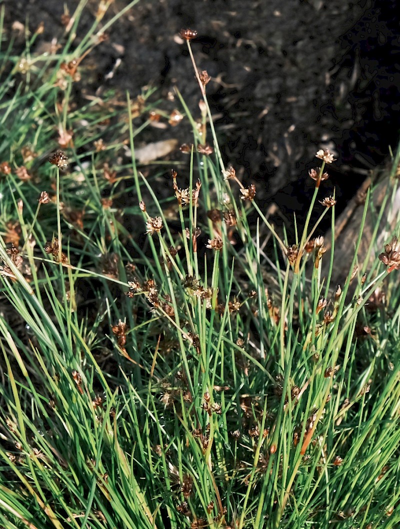 Juncus bulbosus - © Charles Hipkin