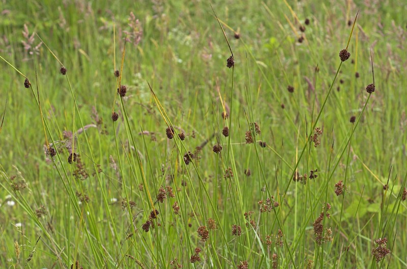 Juncus conglomeratus - © Charles Hipkin
