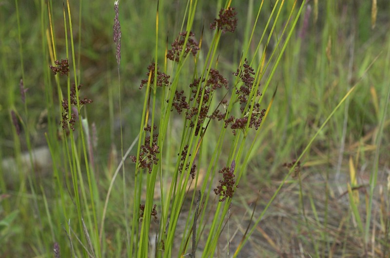 Juncus effusus - © Charles Hipkin