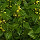 Lamiastrum galeobdolon subsp. argentatum