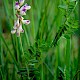 Vicia orobus