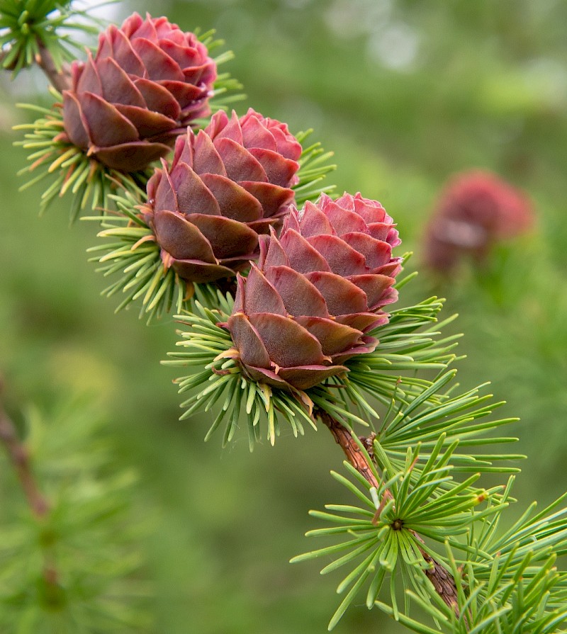Larix decidua - &copy; Charles Hipkin