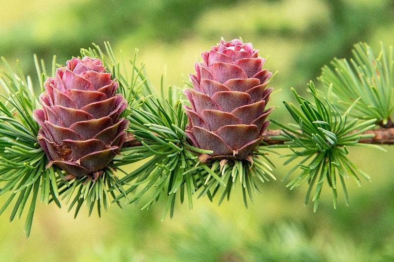 Larix decidua - &copy; Charles Hipkin