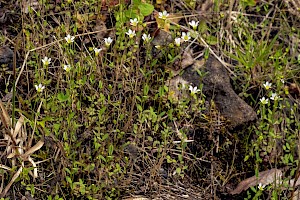 Linum catharticum Fairy Flax