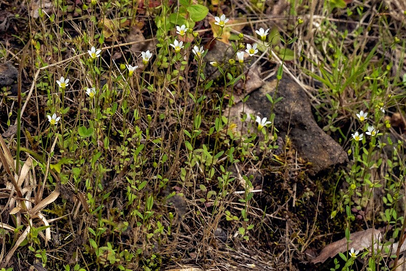 Linum catharticum - © Charles Hipkin