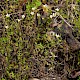 Linum catharticum