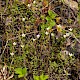 Linum catharticum