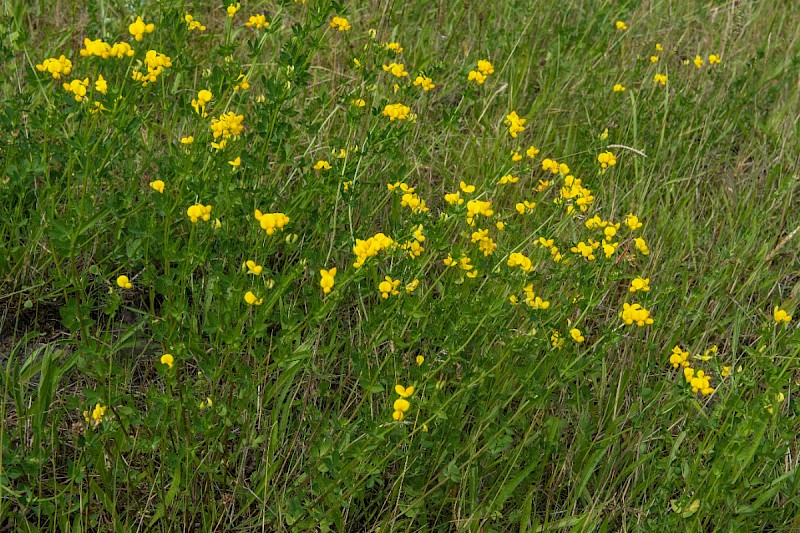 Lotus corniculatus var. sativus - &copy; Charles Hipkin