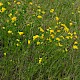 Lotus corniculatus var. sativus