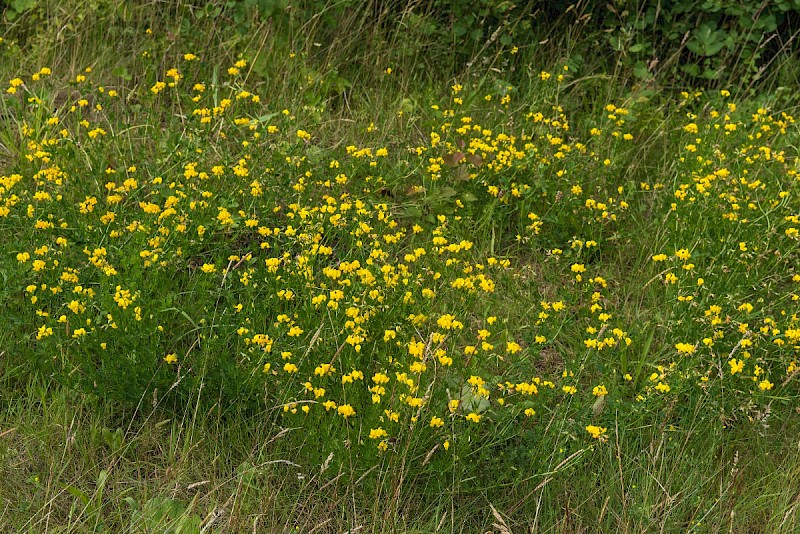 Lotus corniculatus var. sativus - &copy; Charles Hipkin