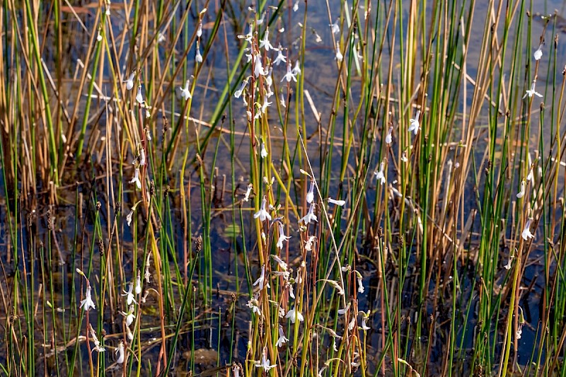 Lobelia dortmanna - &copy; Charles Hipkin