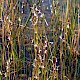 Lobelia dortmanna