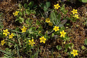 Lysimachia nemorum Yellow Pimpernel