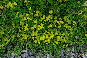 Lysimachia nummularia Creeping-Jenny