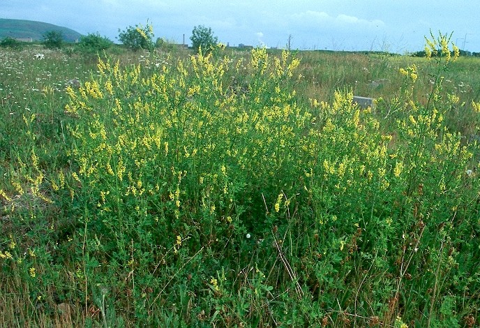 Melilotus officinalis - © Charles Hipkin