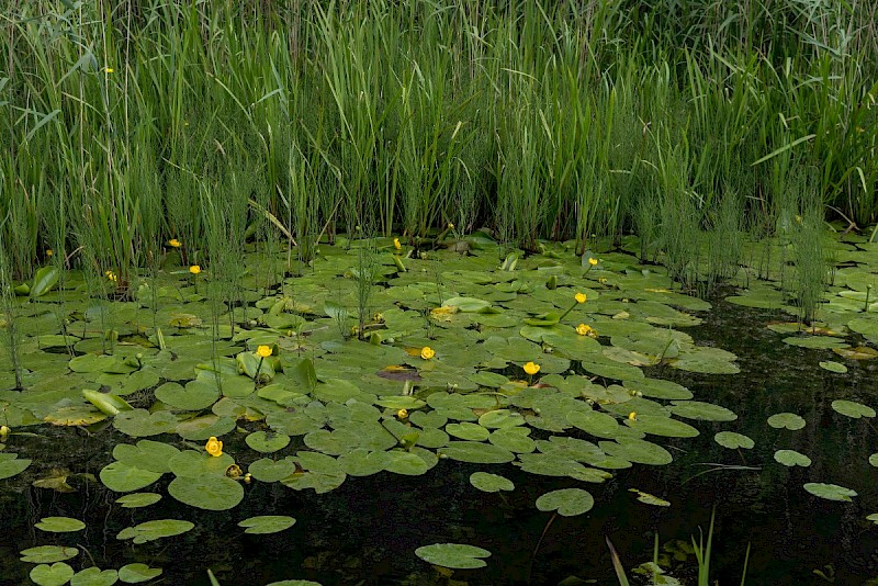 Nuphar lutea - &copy; Charles Hipkin