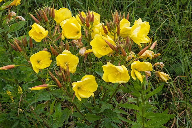 Oenothera glazioviana - &copy; Charles Hipkin