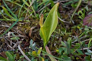 Ophioglossum vulgatum Adder's-tongue