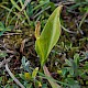 Ophioglossum vulgatum