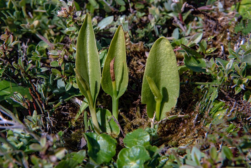 Ophioglossum vulgatum - © Charles Hipkin