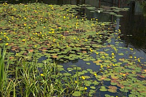 Nymphoides peltata Fringed Water-lily