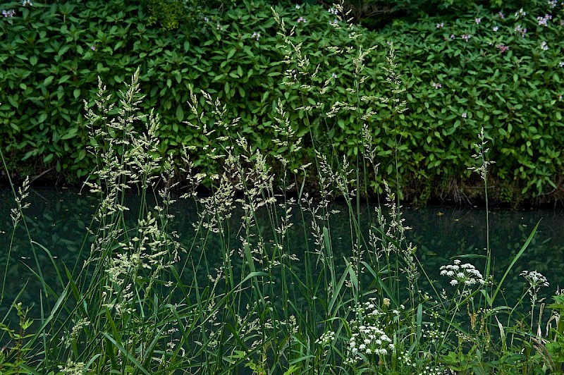 Phalaris arundinacea - © Charles Hipkin