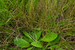 Plantago media Hoary Plantain