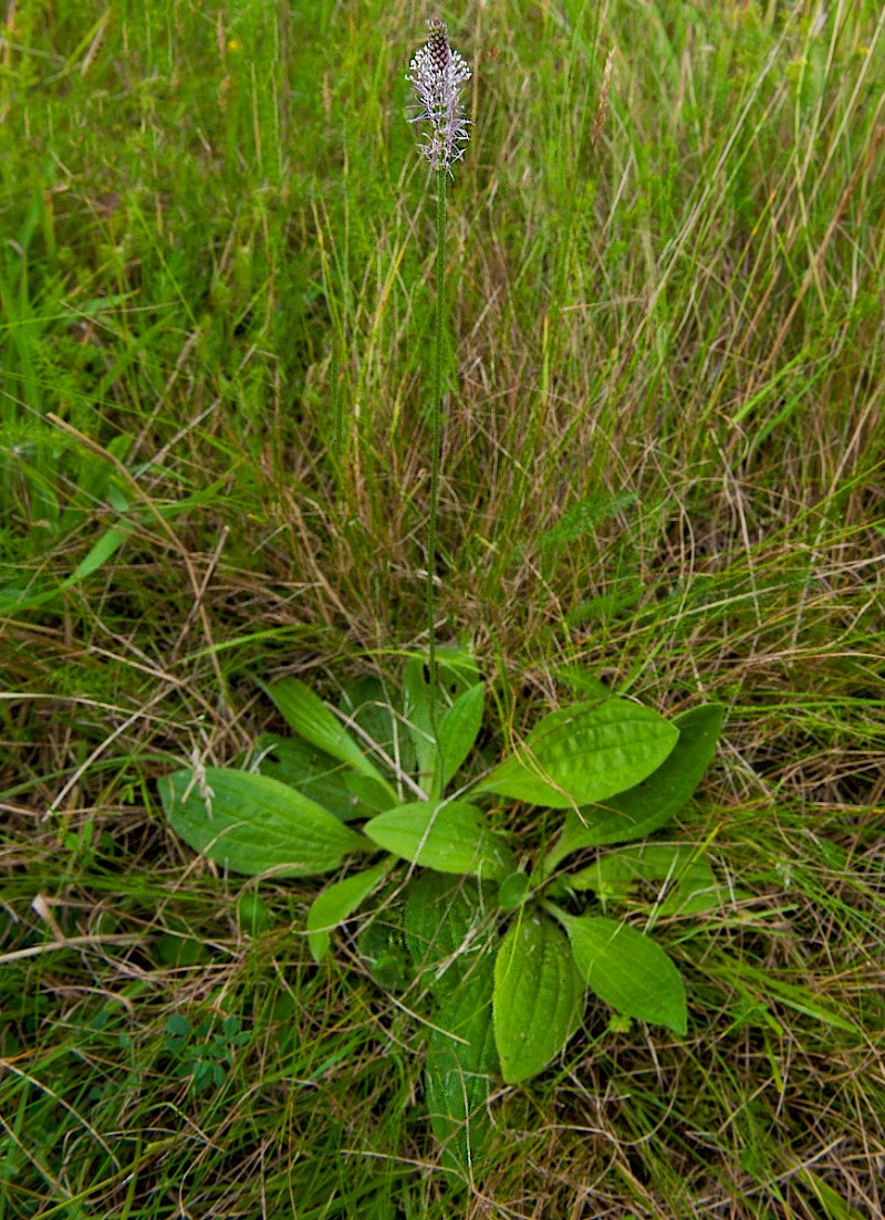 Plantago media - &copy; Charles Hipkin