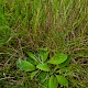 Plantago media