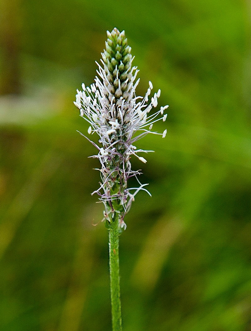 Plantago media - &copy; Charles Hipkin