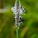 Plantago media