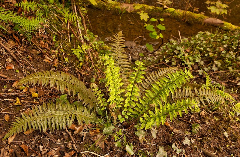 Polystichum aculeatum - &copy; Charles Hipkin
