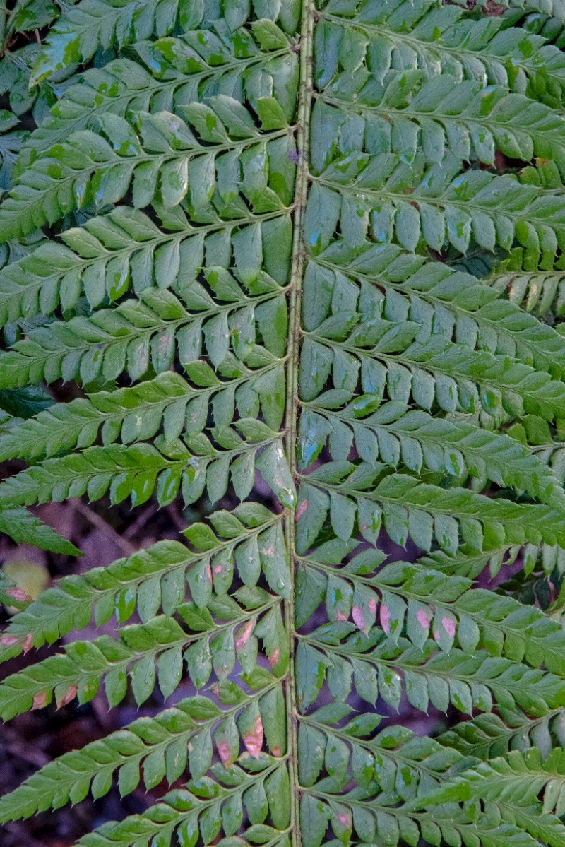 Polystichum aculeatum - &copy; Charles Hipkin
