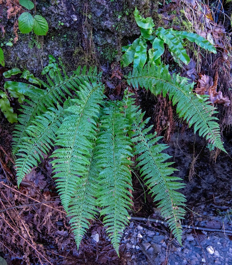 Polystichum aculeatum - &copy; Charles Hipkin