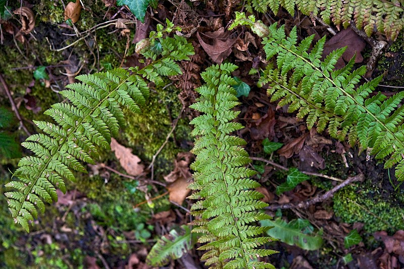 Polystichum aculeatum - &copy; Charles Hipkin