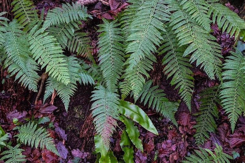 Polystichum setiferum - &copy; Charles Hipkin