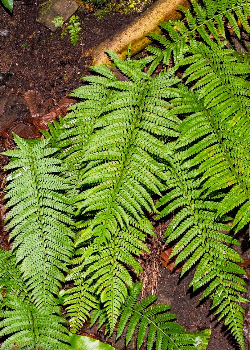 Polystichum setiferum - &copy; Charles Hipkin
