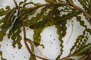 Potamogeton crispus Curled Pondweed