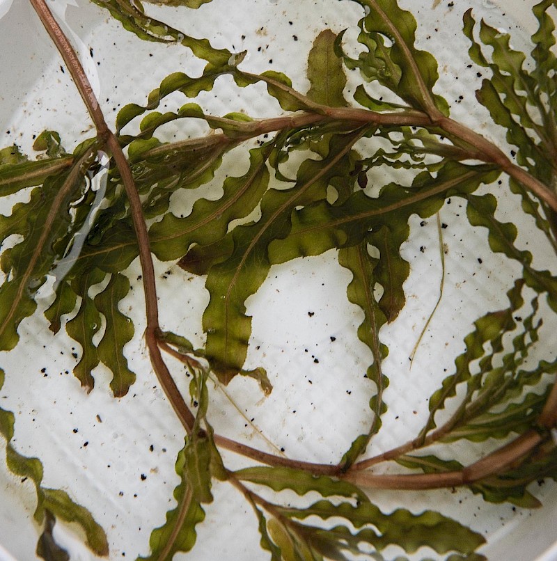 Potamogeton crispus - &copy; Charles Hipkin