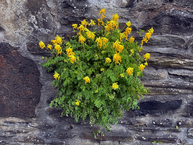 Pseudofumaria lutea - &copy; Charles Hipkin