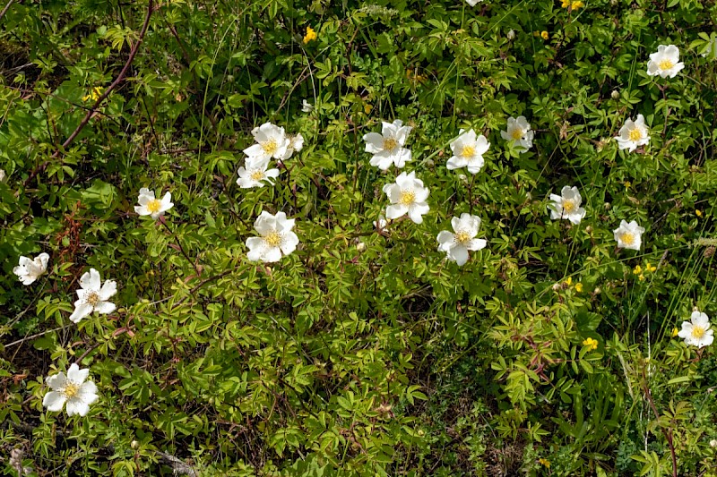 Rosa arvensis - © Charles Hipkin