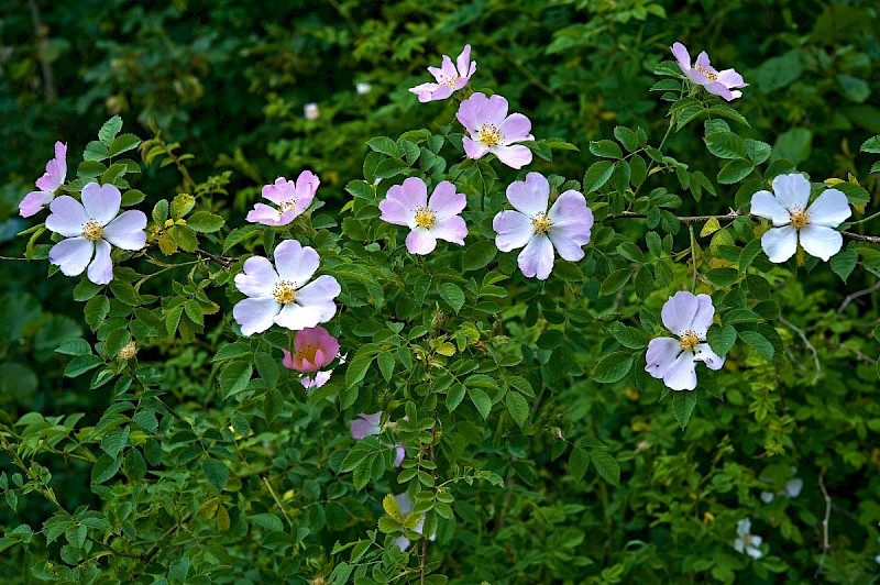 Rosa canina - &copy; Charles Hipkin