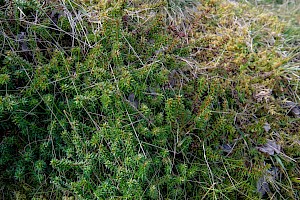 Empetrum nigrum Crowberry