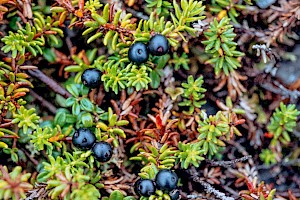 Empetrum nigrum Crowberry