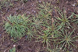 Plantago coronopus Buck's-horn Plantain