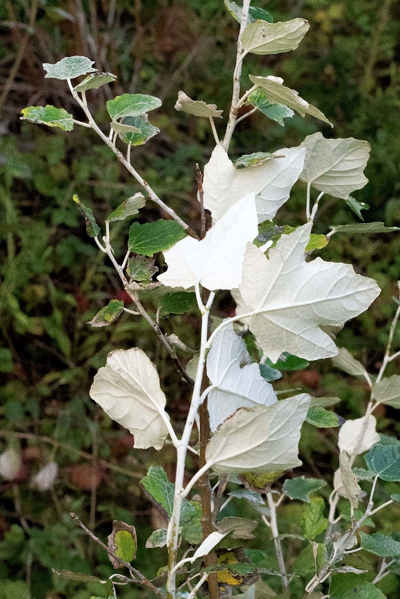 Populus alba - &copy; Charles Hipkin