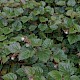 Rubus tricolor