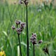 Schoenoplectus lacustris