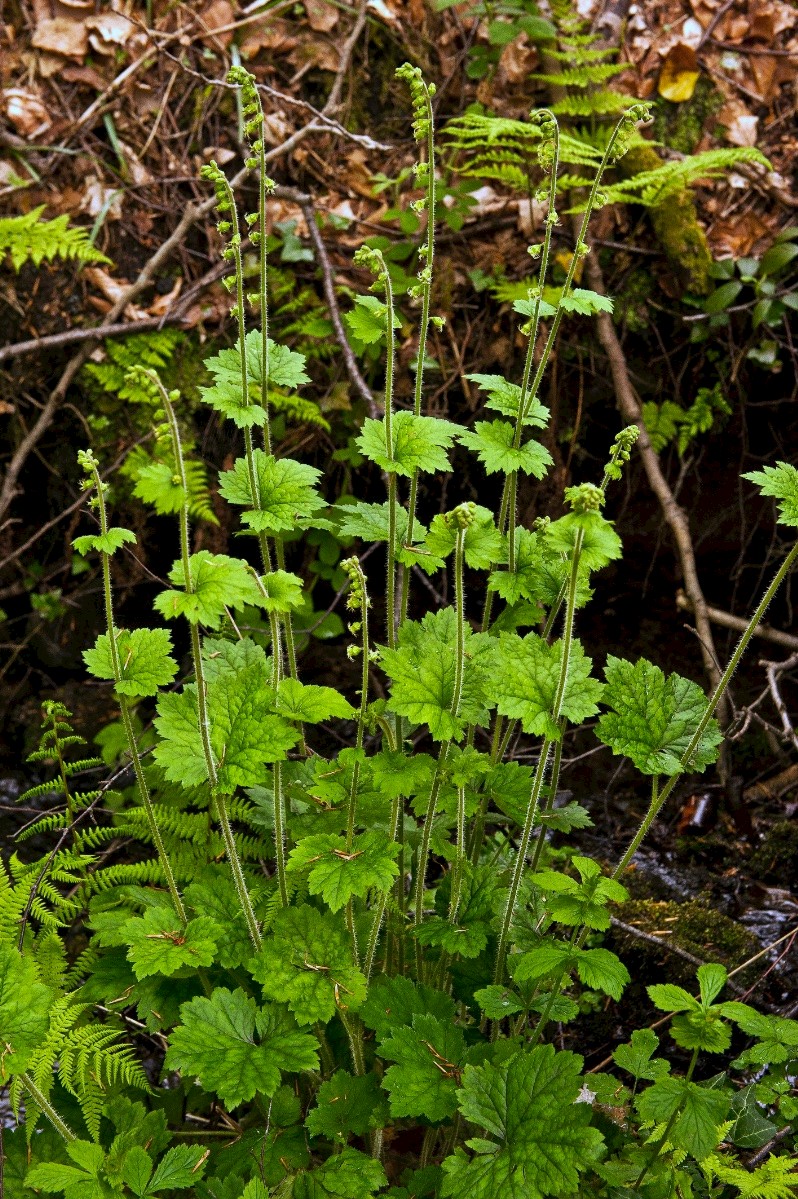 Tellima grandiflora - &copy; Charles Hipkin