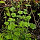 Tellima grandiflora